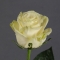 Троянда Мондиаль - Фото 1
