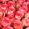 Букет із 125 троянд Джумілія - Фото 4