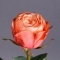 Троянда Кахала - Фото 1