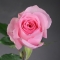 Троянда Кріста - Фото 4
