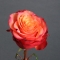 Троянда Болгарт - Фото 1
