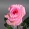 Троянда Мандала - Фото 3