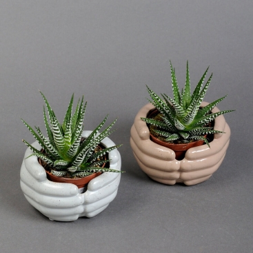 Хавортія 20см у кашпо долоньки