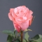 Rose Be Sweet - Photo 1