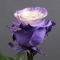 Троянда Еквадор фарбована - Фото 2