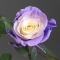 Троянда Еквадор фарбована - Фото 3