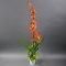 Орхідея Камбрія - Фото 2