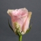 Троянда Атена - Фото 4