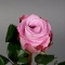 Троянда Мерітім - Фото 3