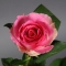 Троянда Малібу - Фото 3