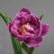 Букет тюльпанов Ягодный мусс - Фото 5