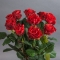 Троянда Ель Торо - Фото 5