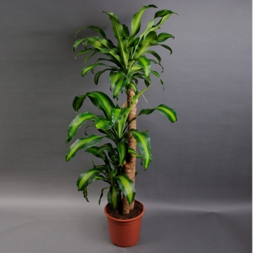 Драцена Фрагранс