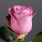 Троянда Діп Перпл  - Фото 2