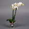 Орхидея Фаленопсис мини  - Фото 3