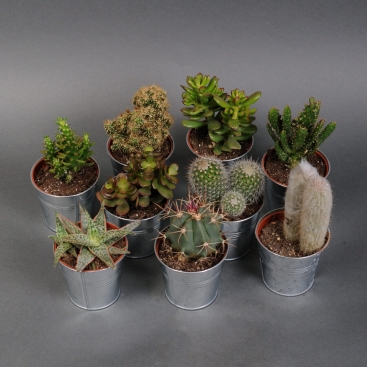 Суккулент в асортименте
