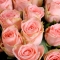 Букет із 51 троянди Софі Лорен - Фото 5