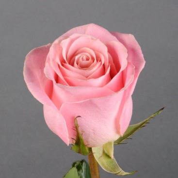 Троянда Гермоза