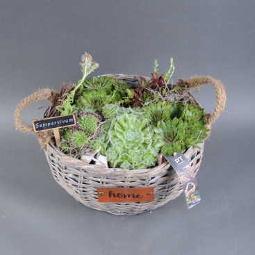 Композиция растения в корзине 30х20
