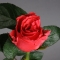 Троянда Такаци Корал - Фото 1