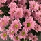 Букет розовых хризантем - Фото 3