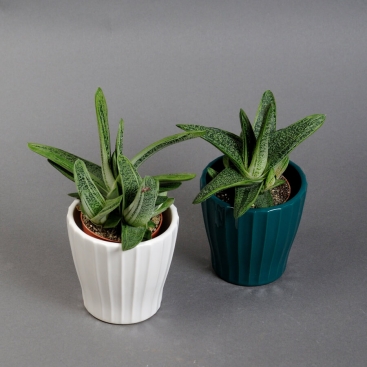 Хавортія 20см у кашпо