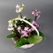 Міні орхідея мікс в корзинці - Фото 3