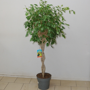 Фикус Exotika Gevlochten