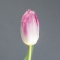 Тюльпан рожевий махровий - Фото 1
