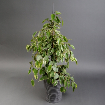 Фикус Голден Кинг