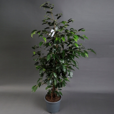 Фікус Даніель