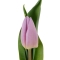 Тюльпан ніжно-фіолетовий - Фото 1