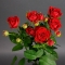 Троянда Ред Ванесса спрей - Фото 2