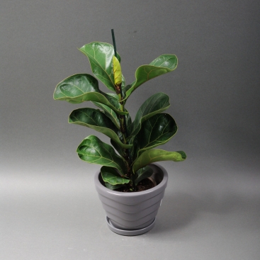 Фікус Лірата Бамбіно в асортименті