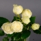 Троянда Сноу Волд стандарт - Фото 3