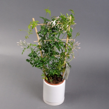 Жасмин в кашпо