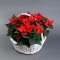 Poinsettia in basket - Photo 1