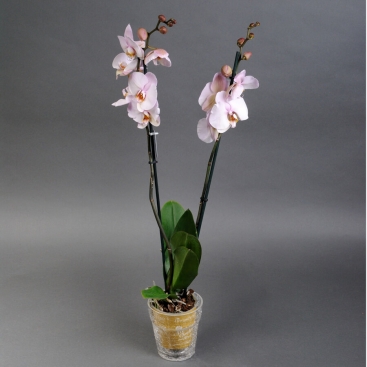 Orchid Phalaenopsis   in pot