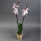 Орхидея Фаленопсис в кашпо - Фото 3