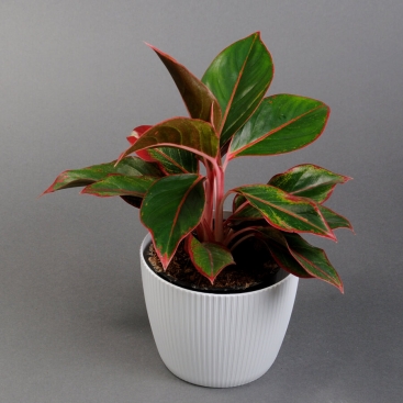 Аглонема в кашпо