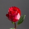 Троянда Ігуазу - Фото 3