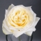 Rose Candlelight - Photo 2