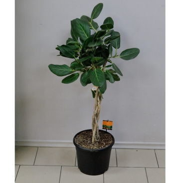 Фикус Бенджамина