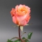 Троянда Корал Ріф - Фото 5