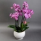Орхидея в кашпо - Фото 1