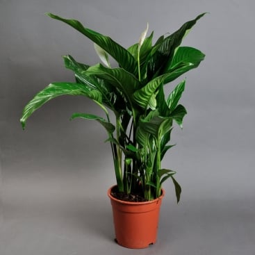 Spathiphyllum