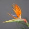 Квіти у вазі Занзібар - Фото 4