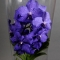 Orchid Vanda - Photo 2