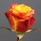 Троянда Хай енд Єллоу - Фото 2