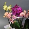 Орхідея мікс у кошику - Фото 4